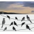 ROZ26 90x47 naklejka na okno wzory zwierzęce - ptaki